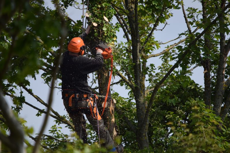 tree surgeon scotland