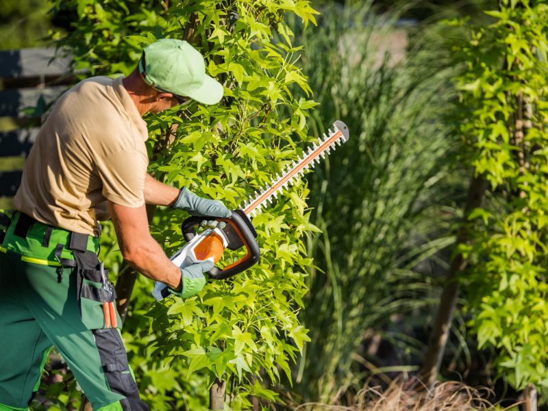 Transform Your Garden with Expert Advice